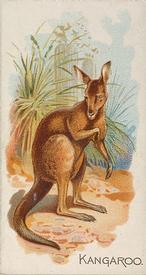 1890 Allen & Ginter Quadrupeds (N21) #NNO Kangaroo Front