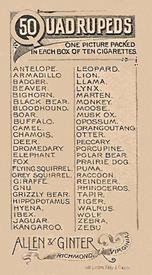 1890 Allen & Ginter Quadrupeds (N21) #NNO Leopard Back