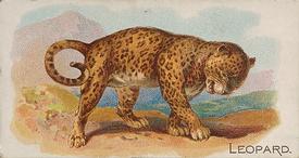 1890 Allen & Ginter Quadrupeds (N21) #NNO Leopard Front