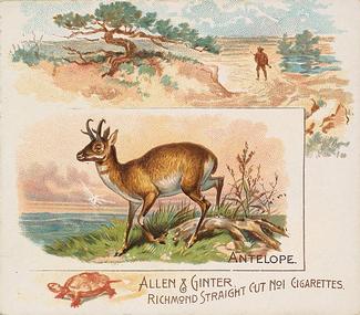1890 Allen & Ginter Quadrupeds (N41) #NNO Antelope Front