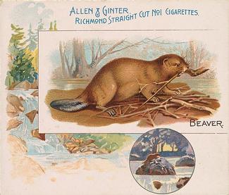 1890 Allen & Ginter Quadrupeds (N41) #NNO Beaver Front