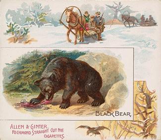 1890 Allen & Ginter Quadrupeds (N41) #NNO Black Bear Front