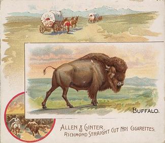1890 Allen & Ginter Quadrupeds (N41) #NNO Buffalo Front