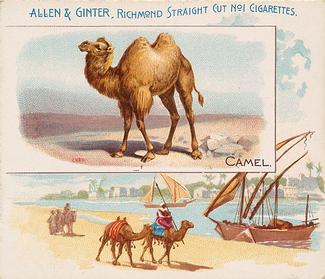 1890 Allen & Ginter Quadrupeds (N41) #NNO Camel Front