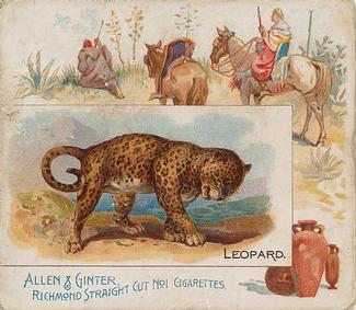 1890 Allen & Ginter Quadrupeds (N41) #NNO Leopard Front