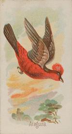 1890 Allen & Ginter Song Birds of the World (N23) #NNO Araguira Front