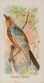1890 Allen & Ginter Song Birds of the World (N23) #NNO Audubon's Warbler Front