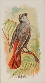 1890 Allen & Ginter Song Birds of the World (N23) #NNO Bengali Front