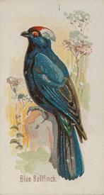 1890 Allen & Ginter Song Birds of the World (N23) #NNO Blue Bullfinch Front