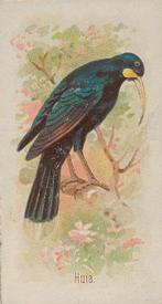 1890 Allen & Ginter Song Birds of the World (N23) #NNO Huia Front