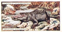 1924 Player's Natural History (Small) #1 American Alligator Front