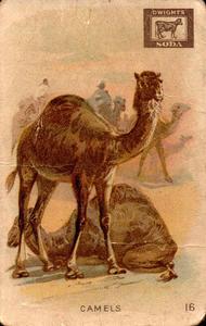 1898 Dwight's Soda Interesting Animals (J10) #16 Camels Front