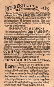 1898 Dwight's Soda Interesting Animals (J10) #60 Beaver Back