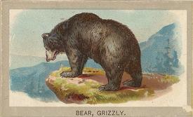 1881 Abdul Animals of the World (T180) #NNO Grizzly Bear Front