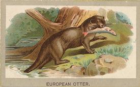 1881 Abdul Animals of the World (T180) #NNO European Otter Front