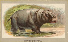1881 Abdul Animals of the World (T180) #NNO Hippopotamus Front