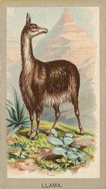 1881 Abdul Animals of the World (T180) #NNO Llama Front