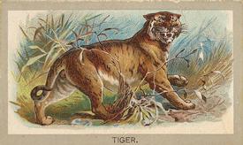 1881 Abdul Animals of the World (T180) #NNO Tiger Front