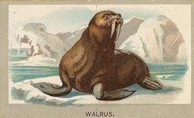 1881 Abdul Animals of the World (T180) #NNO Walrus Front