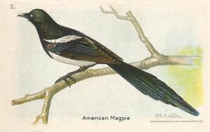 1936 Church & Dwight Useful Birds of America Eighth Series (J9-4) #2 American Magpie Front