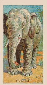 1910 Dockman & Son Menagerie Gum (E26) #NNO Elephant Front