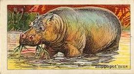 1910 Dockman & Son Menagerie Gum (E26) #NNO Hippopotamus Front
