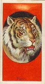 1910 Dockman & Son Menagerie Gum (E26) #NNO Tiger Front