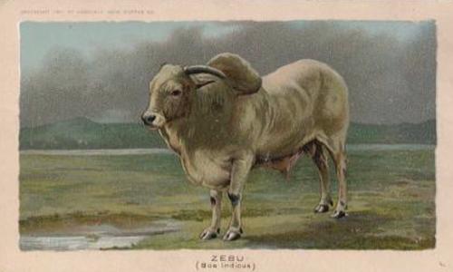 1890 Arbuckle's Coffee Animals (Zoological) (K1) #2 Zebu Front