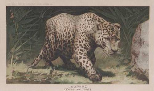1890 Arbuckle's Coffee Animals (Zoological) (K1) #4 Leopard Front