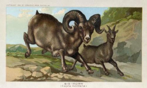 1890 Arbuckle's Coffee Animals (Zoological) (K1) #27 Big-Horn Front