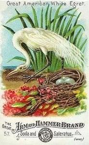1886 Beautiful Birds of America (J1) #57 Great American White Egret Front