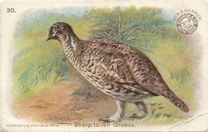 1904 Church & Co. Game Bird Series (J3) #30 Sharp-tailed Grouse Front