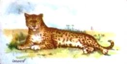 1900 Wills's Wild Animals of the World (Green Back) #NNO Leopard Front