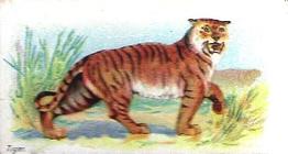 1900 Wills's Wild Animals of the World (Green Back) #NNO Tiger Front