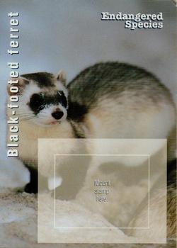 1996 USPS Endangered Species Souvenir Stamp Saver Cards #NNO Black-footed Ferret Front