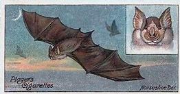1909 Player's Nature Series #27 Horseshoe Bat Front