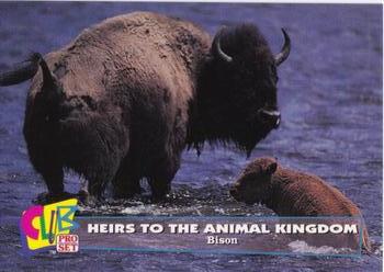 1992 Club Pro Set Heirs to the Animal Kingdom #14 Bison Front