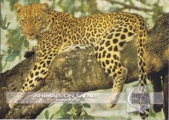 1993 Boomerang Book Club Animals on Safari #2 Leopard Front