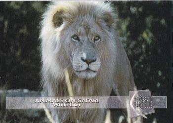 1993 Boomerang Book Club Animals on Safari #5 White Lion Front