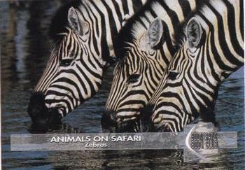 1993 Boomerang Book Club Animals on Safari #8 Zebras Front
