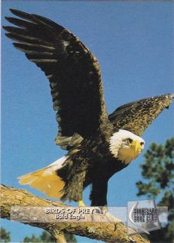 1993 Boomerang Book Club Birds of Prey - Gold #1 Bald Eagle Front