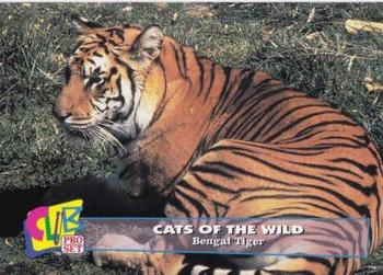 1992 Club Pro Set Cats of the Wild #16 Bengal Tiger Front