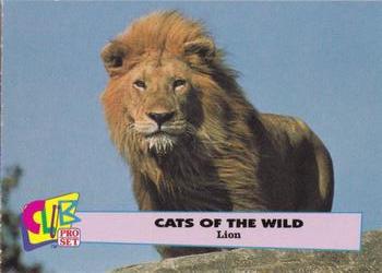 1992 Club Pro Set Cats of the Wild - Silver #1 Lion Front