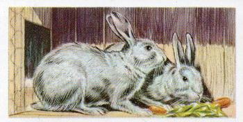 1957 Priory Tea Pets #11 Chinchilla Rabbit Front
