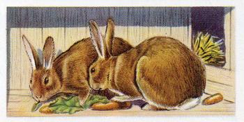 1957 Priory Tea Pets #12 Belgian Hare Front