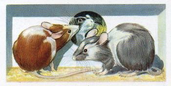 1957 Priory Tea Pets #14 Mice Front