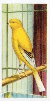 1957 Priory Tea Pets #19 Roller Canary Front