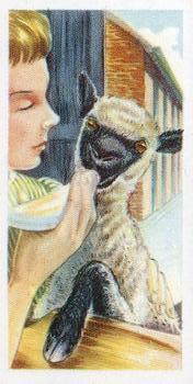 1957 Priory Tea Pets #24 Pet Lamb Front