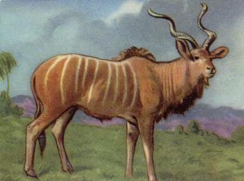 1957 Granose Foods Animal Life #NNO Kudu Front