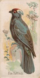 1910 Keystone Confections Bird Cards (E34) #NNO Blue Bullfinch Front